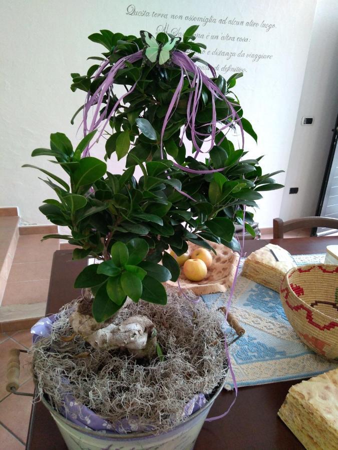 אורגוסולו Locanda B&B Dandana מראה חיצוני תמונה